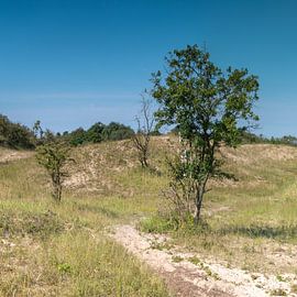 Drieluik Duinlandschap Zuid-Kennemerland 2 van Artist Impression of Nature
