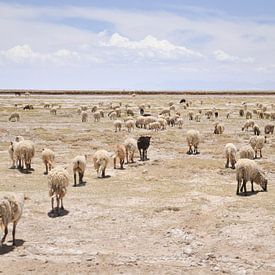 Schafe Bolivien von Beautiful Company Studio Design (bcstudio)