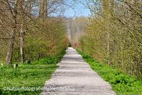 Spaziergang durch den Wald
