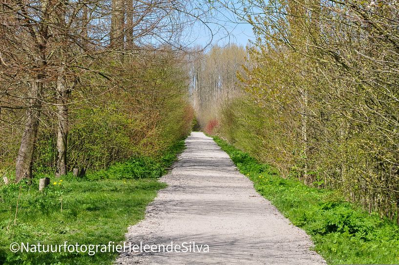 walk through the forest by Heleen de Silva