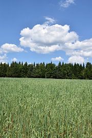 Ein Haferfeld im Herbst von Claude Laprise