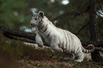 Royal Bengal Tiger ( Panthera tigris ), white morph, jumping through the scrub of a natural fores van wunderbare Erde