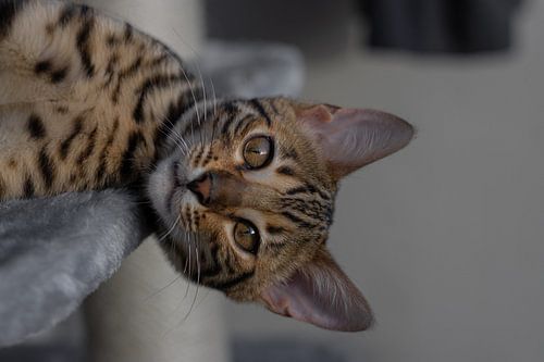 Bengal cat