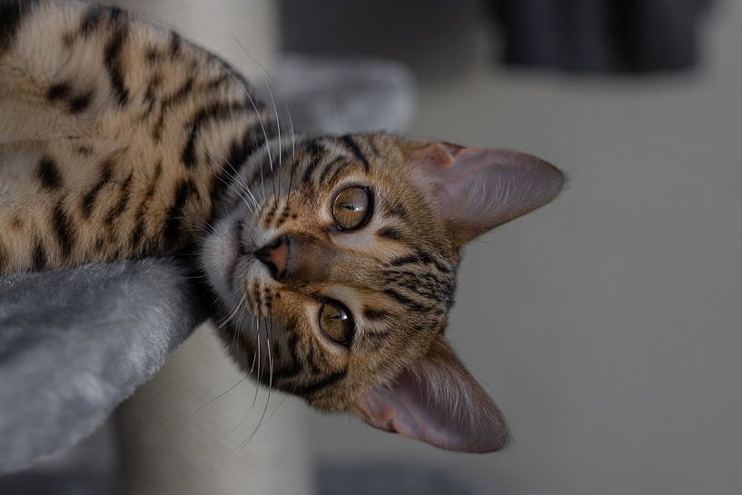 Bengal cat by Ann Barrois