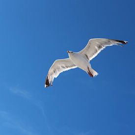 Fliegende Möwe über dem Meer von Margot van den Berg