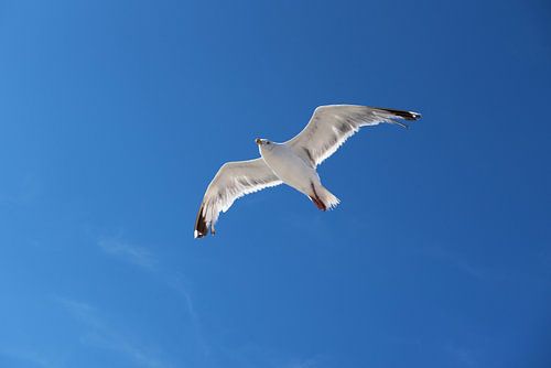 Seagull flying above the sea by Margot van den Berg