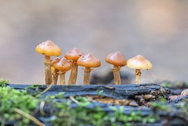 Makroaufnahme von Pilzen im Raspaille-Wald