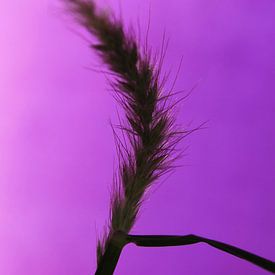 Blade of grass by Serena Kok