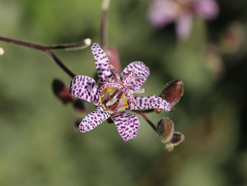 Lys crapaud japonais par Matthias Brix