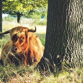 Un highlander écossais dans une réserve naturelle sur Laura Reedijk