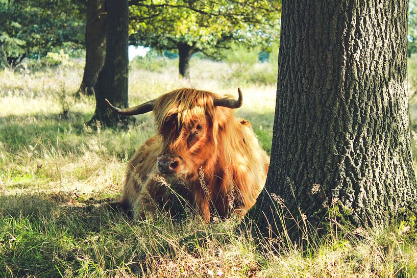 Un highlander écossais dans une réserve naturelle par Laura Reedijk