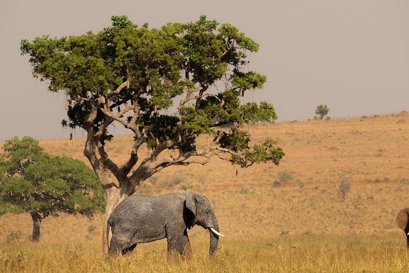 Along the riverbed - Elephants in the evening coolness by Rick Massar