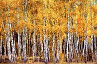The Birch Forest by Lars van de Goor thumbnail