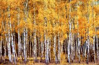 The Birch Forest