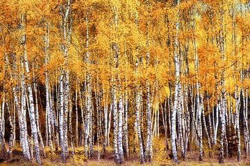 The Birch Forest by Lars van de Goor