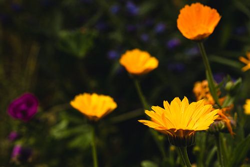 Ringelblumen im Spätsommerlicht von Whispering Fields Hageland