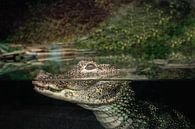 crocodile by Paquita Six thumbnail