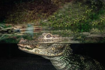 crocodile by Paquita Six