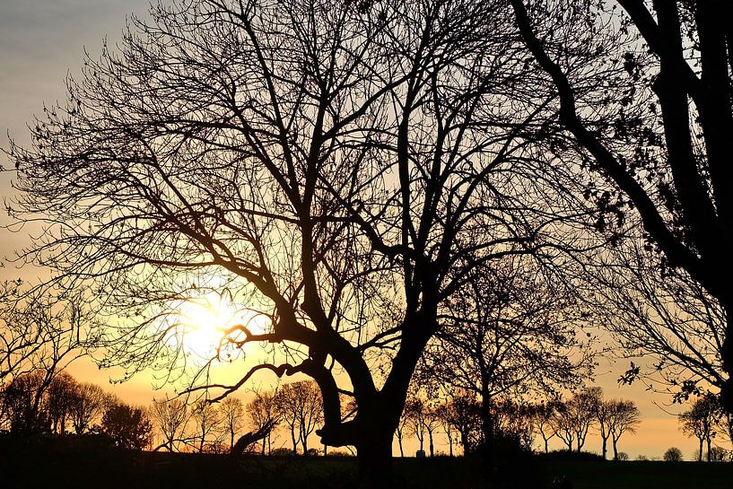Boomgrafiek van Edgar Schermaul