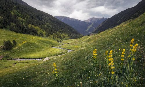 Wilde bloemen in de Incles-vallei in Andorra