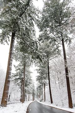 Speulderbos, Gelderland, Bomen, winter, Natuur.