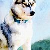Siberische Husky in Aquarel van Atelier Monadikós