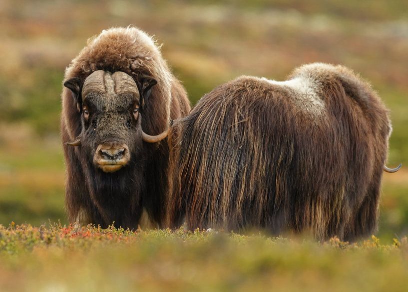 Le bœuf musqué en Norvège par Menno Schaefer