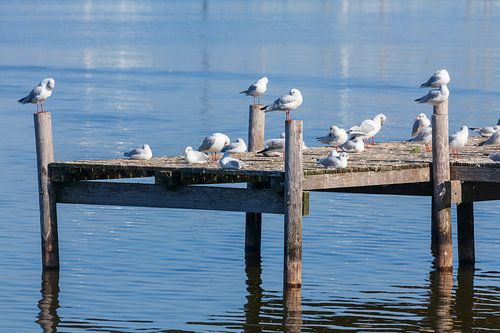 Bootssteg mit Möwen, Steinhuder Meer