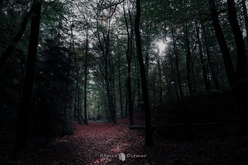 Enchanted by the Beauty of the Bentheimer Cliffs: A Fairytale Forest Adventure by Remco Ditmar