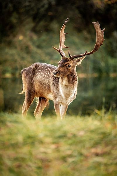 Fallow deer in nature by Design Wall Arts