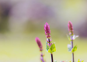 frühling