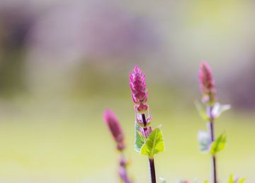 printemps sur Tania Perneel