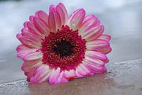 Een macrofoto van een Gerbera met waterdruppels 
