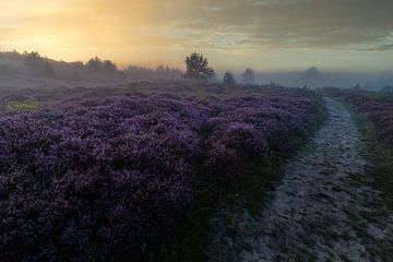 Heide in de Schoorlse duinen met mist #4 van peterheinspictures