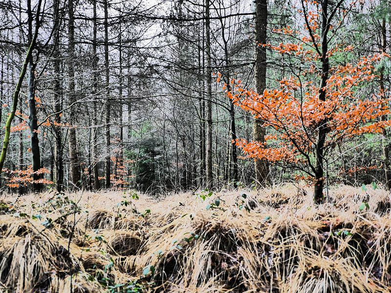 Couleurs d'automne par Trees Rommelaere