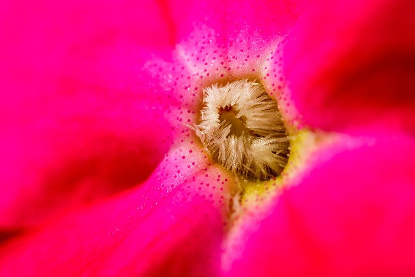 Macro flower detail par Johan Slagers