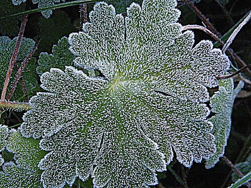 Winter met de eerste vorst...  The first frost.. von Joke Schippers