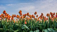 tulpen bij ondergaande zon 01 van Arjen Schippers thumbnail