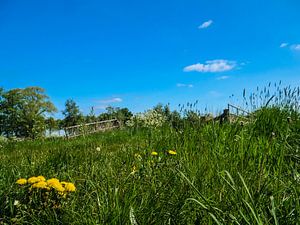 lente van snippephotography