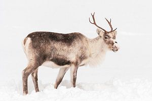 Rentiere weiden im Schnee in Nordnorwegen