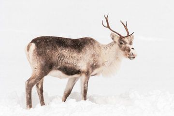 Rendier in de sneeuw in Noord-Noorwegen van Sjoerd van der Wal Fotografie