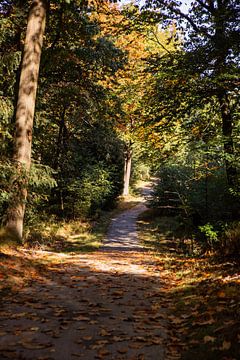 Sentier forestier Sunshine 5 - L'automne à Hoenderloo sur Deborah de Meijer