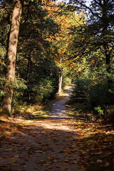 Sunshine Forest Path 5 - Autumn in Hoenderloo by Deborah de Meijer