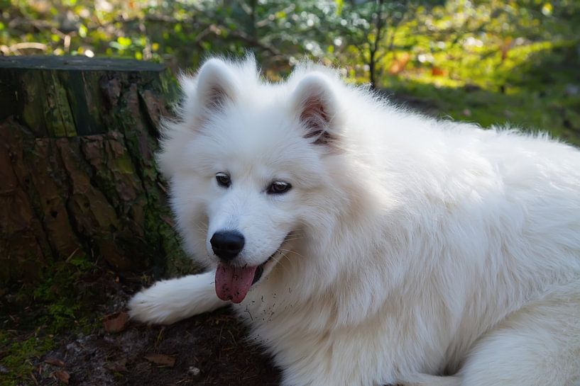 Samoyed by Bo Valentino