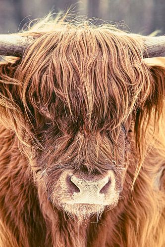 Schotse Hooglander close-up portret