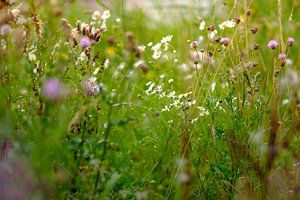 Wildblumen von Arjen Roos