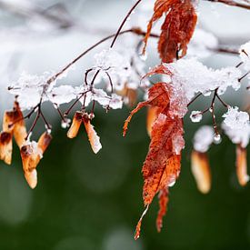 Erster Schnee und Frost im Spätherbst von Harald Schottner