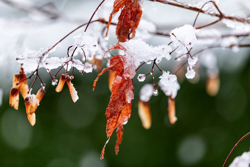 Eerste sneeuw en vorst in de late herfst van Harald Schottner