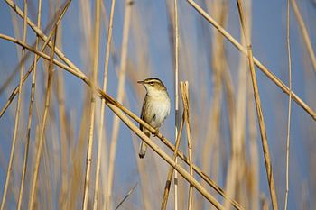 Reed warbler