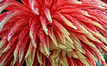 Gouttes de rosée sur le dahlia sur Holger Felix